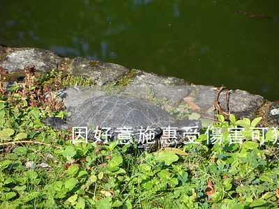 因好意施惠受傷害，可獲賠償
