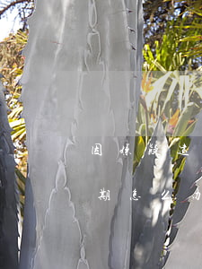因嫌疑逮捕信用卡逾期(因嫌疑逮捕信用卡逾期怎么办)