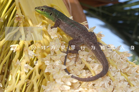 因对方犯罪行为造成人身损害，能否索要残疾赔偿金