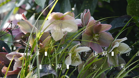 因年費(fèi)逾期導(dǎo)致貸款(房貸逾期費(fèi)用)