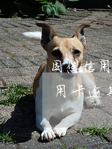 因您信用卡已嚴(yán)重逾期(不小心信用卡逾期)