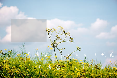 因拘留導(dǎo)致花唄逾期可以申訴嗎-因拘留導(dǎo)致花唄逾期可以申訴嗎知乎