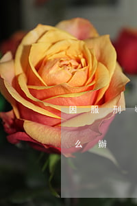 因服刑導致信用卡逾期能解除 信用卡逾期怎么辦