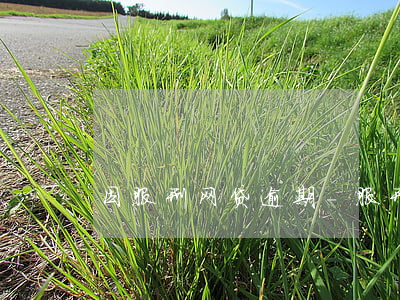 因服刑网贷逾期-服刑导致网贷逾期