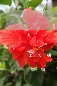 因欠網(wǎng)貸收到律師函有什么影響(網(wǎng)貸欠款收到律師函應(yīng)該怎么處理)