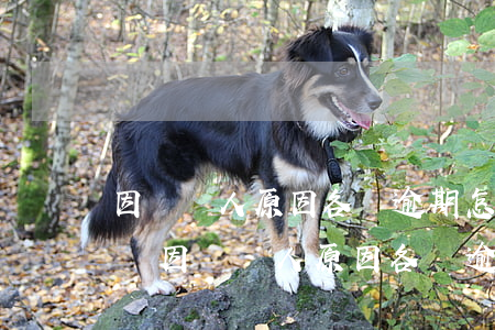 因為個人原因各種逾期怎么應(yīng)對(因為個人原因各種逾期怎么應(yīng)對家人)