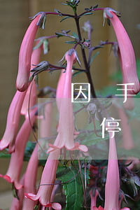 因為手機停機造成信用卡逾期-手機卡因欠費停機