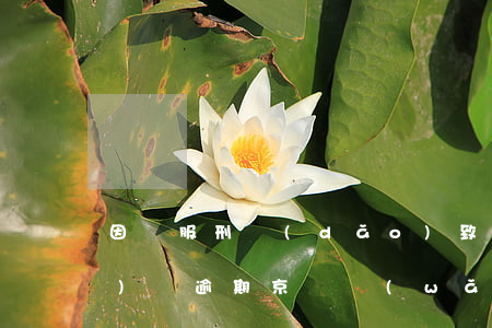 因為服刑導(dǎo)致京東網(wǎng)貸逾期(京東網(wǎng)貸安全嗎)