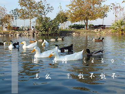 因為疫情導(dǎo)致暫時失去還款能力怎么辦？能不能不還