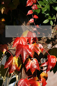 因為老公出軌離婚會后悔嗎(老公出軌到底該不該離婚)