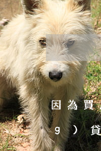 因為買房欠網(wǎng)貸(欠網(wǎng)貸能不能買房)