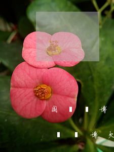 因為賭博欠了幾萬網(wǎng)貸該怎么辦(賭博欠了網(wǎng)貸十幾萬怎么辦)