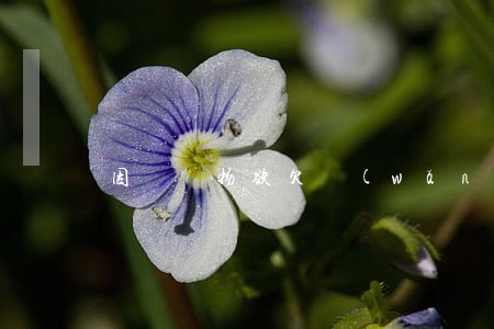因為購物欲欠網(wǎng)貸