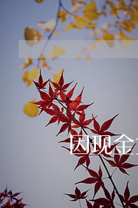 因现金贷款严重逾期 现金贷说我贷款超期