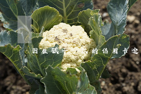 因生孩子導致的信用卡逾期