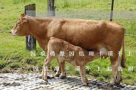 因疫情原因信用卡還不上怎么辦-因疫情原因信用卡還不上怎么辦呢