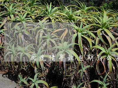 因疫情导致逾期怎么办