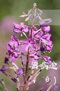 因病逾期信用卡答辯范文(信用卡逾期協(xié)商分期申請范文)