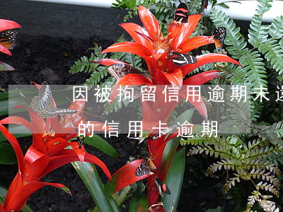因被拘留信用逾期未還的后果(因為拘留造成的信用卡逾期)
