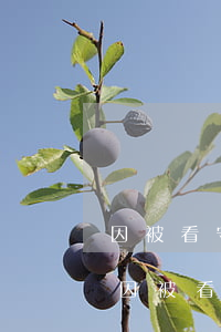 因被看守所羈押導(dǎo)致信用卡逾期(因被看守所羈押導(dǎo)致信用卡逾期未還)