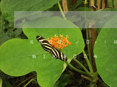 因被騙導(dǎo)致信用卡逾期（信用卡逾期了就是詐騙嘛）
