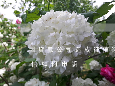 因貸款公司造成征信逾期(被貸款逾期影響征信如何申訴)