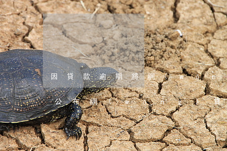 因貸款逾期將網(wǎng)絡(luò)公布(網(wǎng)貸逾期名單曝光)
