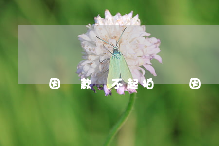 因貸款還不起拍視頻(因貸款還不起拍視頻)