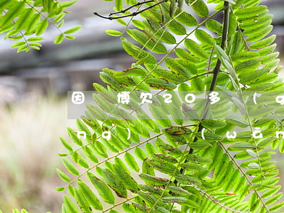 因賭博欠20多個(gè)信用卡網(wǎng)貸(網(wǎng)賭欠信用卡二十幾萬)