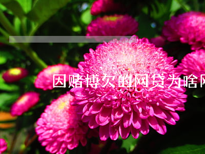 因赌博欠的网贷(为啥网赌的人都欠网贷)