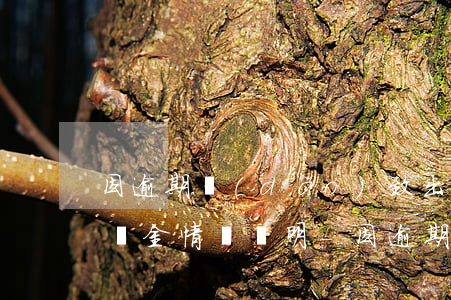 因逾期導(dǎo)致出現(xiàn)滯納金情況說明-因逾期導(dǎo)致出現(xiàn)滯納金情況說明怎么寫