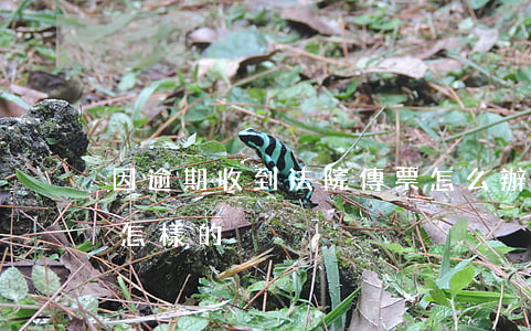 因逾期收到法院傳票怎么辦(逾期法院傳票是怎樣的)