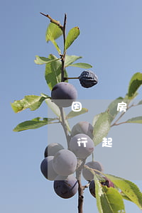 因還房貸逾期被銀行起訴案例(房貸逾期被銀行起訴后果)