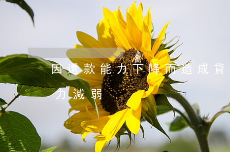 因還款能力下降而造成貸款逾期的-還款能力減弱