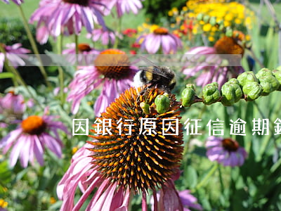 因銀行原因征信逾期(銀行貸款逾期征信)