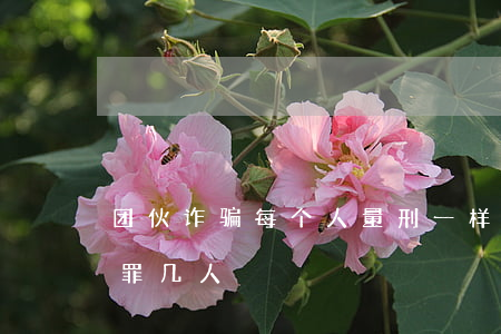 团伙诈骗每个人量刑一样吗(诈骗团伙怎么定罪几人)