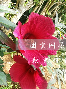 团贷网还款充值失败是怎么回事-团贷网还款充值失败是怎么回事啊