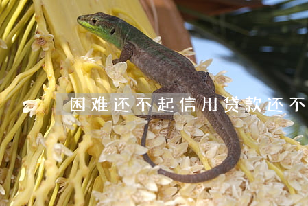 困难还不起信用贷款(还不起信用贷款怎么办)