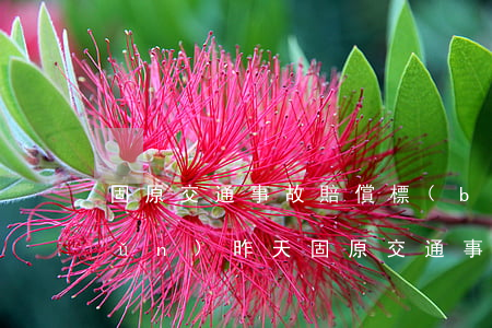 固原交通事故賠償標(biāo)準(zhǔn)(昨天固原交通事故)