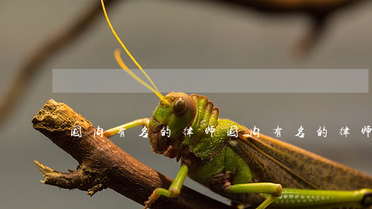 国内有名的律师(国内有名的律师)