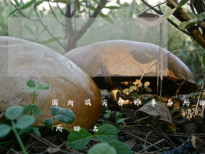 国内顶尖律师事务所排名(最有名的律师事务所排名)