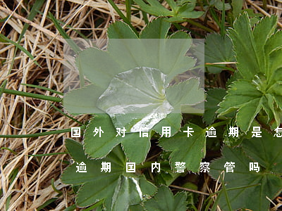 国外对信用卡逾期是怎么处理的（国外信用卡逾期国内警察管吗）