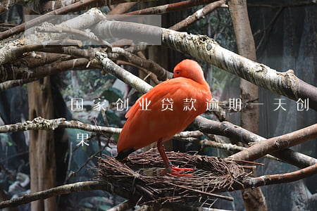 国家创业贷款逾期一天(创业贷款逾期什么后果)