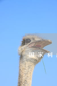 国家利益 电影(国家利益电影免费观看)