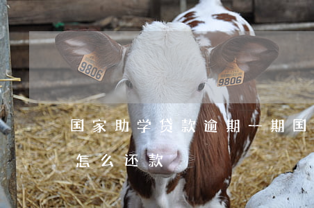 国家助学贷款逾期一期(国家助学金贷款逾期怎么还款)