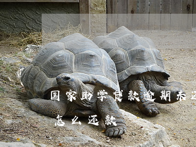 国家助学贷款逾期未还(国家助学金贷款逾期怎么还款)