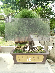国家法定假日安排(国家规定的法定假日有哪些)
