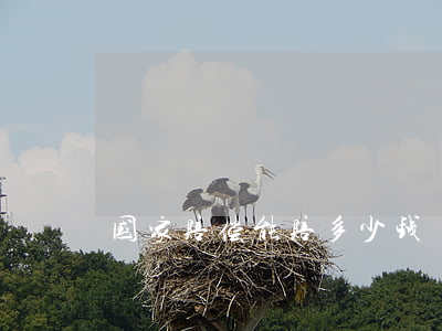 国家赔偿能赔多少钱