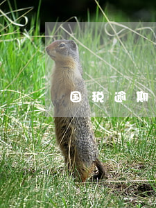 国税逾期1天(税款逾期一天缴纳会有处罚吗)