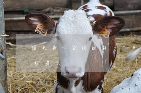 国美易卡贷款逾期一个月(国美易卡信用贷审核多久)